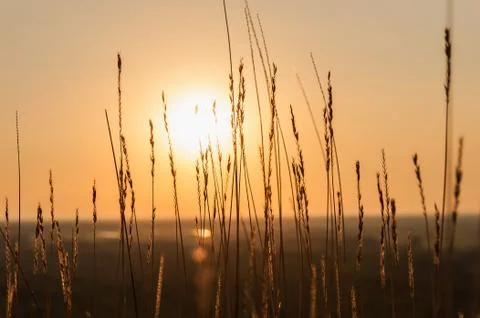 Sunset sun field grass Stock Photos