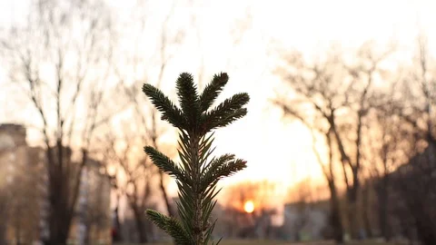 Sunset sun Stock Footage 128639465