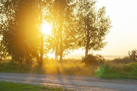 The sunset sun illuminates the birch in Stock Photos