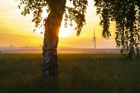 The sunset sun illuminates the birch in Stock Photos