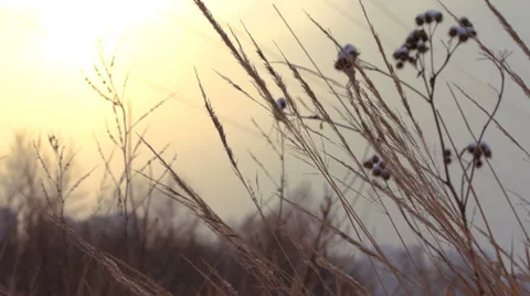 The sunset, the sun lights beautifully dried herbs Stock Footage 59919956