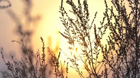 The sunset, the sun lights beautifully dried herbs Stock Footage 60132121
