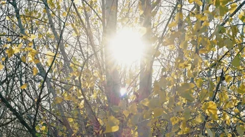 The sunset sun makes its way through the yellow autumn leaves on the tree. Stock Footage 163691867