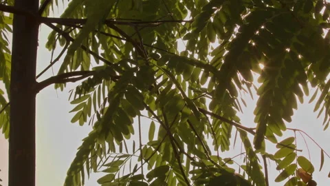 Sunset Sun Rays Filtering Through Eucalyptus Tree Leaves Stock Footage 301571792