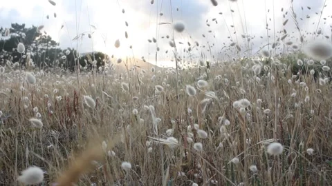 Sunset sun rays through flowers Stock Footage 311429546