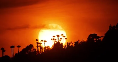 Sunset sun setting behind palm trees. Hollywood Hills, Los Angeles, California, Stock Footage