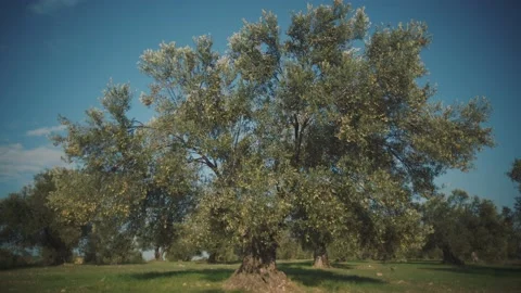 Sunset sun shines between the leaves of olive tree. Stock Footage 132218180