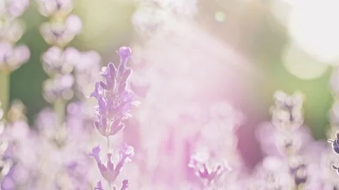Sunset Sun Shining through Beautiful Blooming Lavender Flowers. SLOW MOTION. 스톡 동영상 140367893