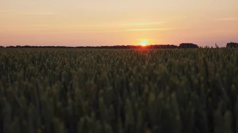 Sunset sun shining through green wheat blades on a agricultural field at sunset Stock Footage 91231126