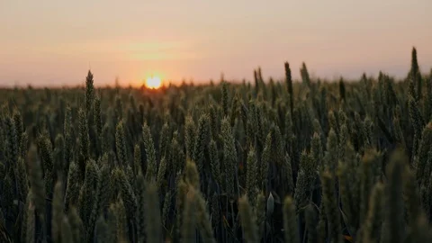 Sunset sun shining through green wheat blades on a agricultural field at sunset Stock Footage 91621534