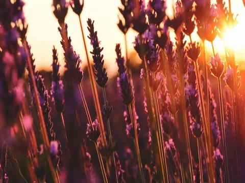 Sunset Sun Shining through Lavender Flowers. SLOW MOTION 240 fps. Close up Vidéo 73433937