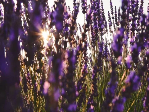 Sunset Sun Shining through Lavender Flowers. SLOW MOTION 120 fps. Close up Vidéo 73434300
