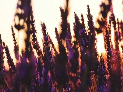 Sunset Sun Shining through Lavender Flowers. SLOW MOTION 240 fps. Close up Stock-Footage 73434342