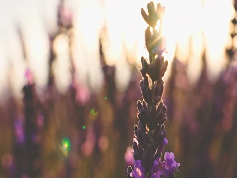 Sunset Sun Shining through Lavender Flowers. SLOW MOTION 120 fps. Close up Stock Footage 73434576
