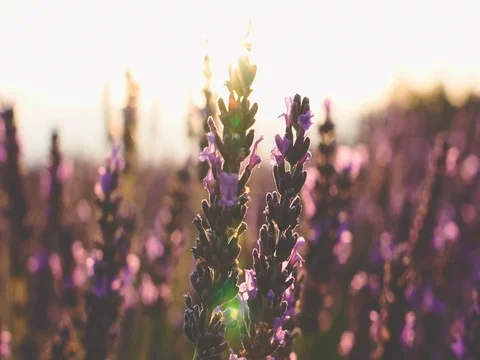 Sunset Sun Shining through Lavender Flowers. SLOW MOTION 120 fps. Close up Stock Footage 73434589