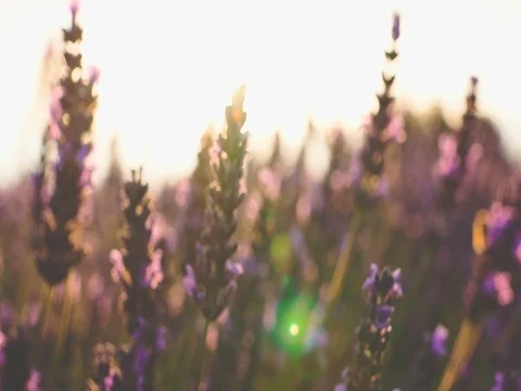 Sunset Sun Shining through Lavender Flowers. SLOW MOTION 120 fps. Close up Stock Footage 73434626
