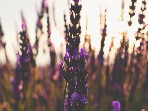 Sunset Sun Shining through Lavender Flowers. SLOW MOTION 120 fps. Close up Vídeo Stock 73434907