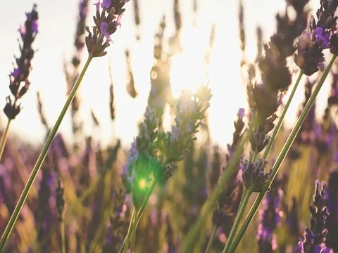 Sunset Sun Shining through Lavender Flowers. SLOW MOTION 120 fps. Close up Stock Footage 73434990