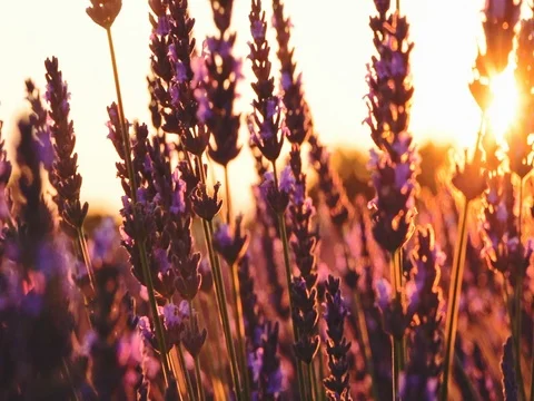 Sunset Sun Shining through Lavender Flowers. SLOW MOTION 120 fps. Close up 動画素材 73436518