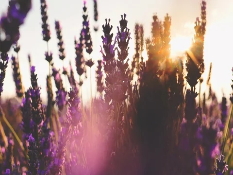Sunset Sun Shining through Lavender Flowers. SLOW MOTION 120 fps. Close up Vidéo 73436560