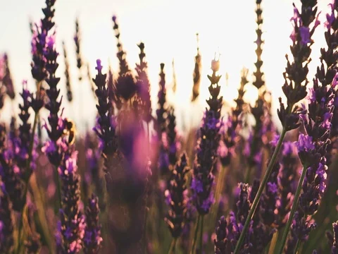Sunset Sun Shining through Lavender Flowers. SLOW MOTION 120 fps. Close up Vídeo Stock 73436725
