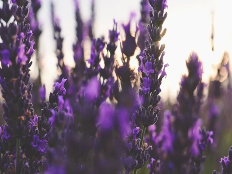 Sunset Sun Shining through Lavender Flowers. SLOW MOTION 120 fps. Close up Stock-Footage 73438894