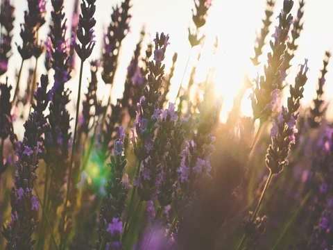 Sunset Sun Shining through Lavender Flowers. SLOW MOTION 120 fps. Close up Stock Footage 73440339