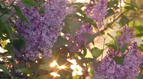 Sunset Sun Shining Through The Lilac Flowers Stock Footage 67639986