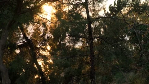 Sunset Sun shining through pine trees Stock-Footage 151875894