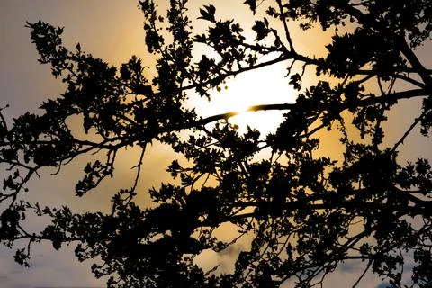 Sunset with the sun shining through trees branches Stock Photos