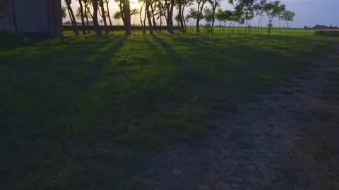 Sunset sun through branches of trees Stock Footage 71944331