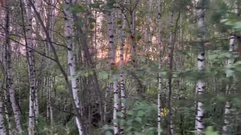 Sunset sun through tree trunks. Stock Footage 157920615