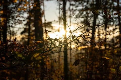 Sunset sun through the trees of the dark forest Stock-Fotos