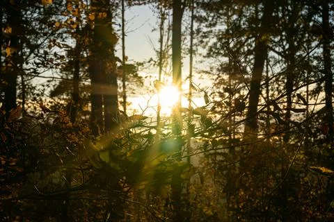 Sunset sun through the trees of the dark forest Stockfoto's