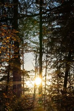 Sunset sun through the trees of the dark forest Stockfoto's
