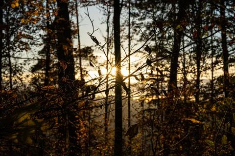 Sunset sun through the trees of the dark forest Stock Photos