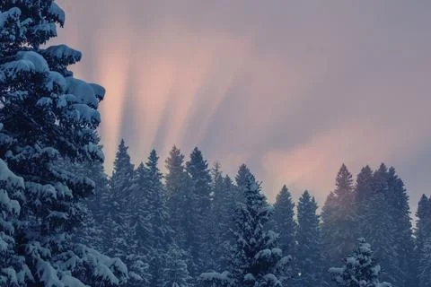Sunset sunbeams breaking through dramatic pink clouds above a snow-covered pi Stock Photos
