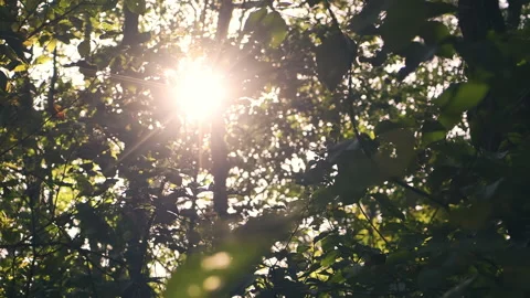 Sunset Sunbeams in Forest, Backlit of sunlight Stock Footage 321375406