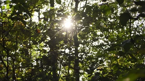 Sunset Sunbeams in Forest, Nature or organic background Stock Footage 321375591