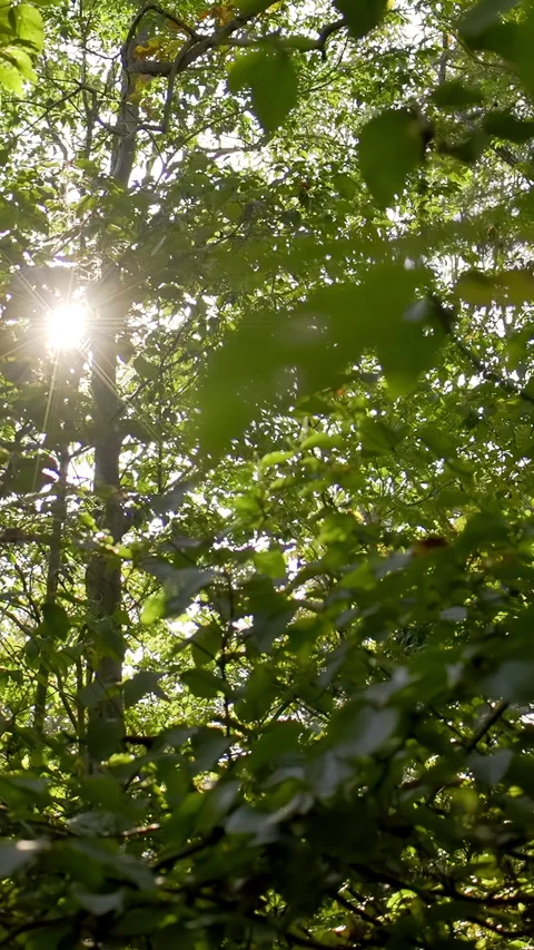 Sunset Sunbeams in Forest, Vertical video for smartphone footage Stock Footage 321375404
