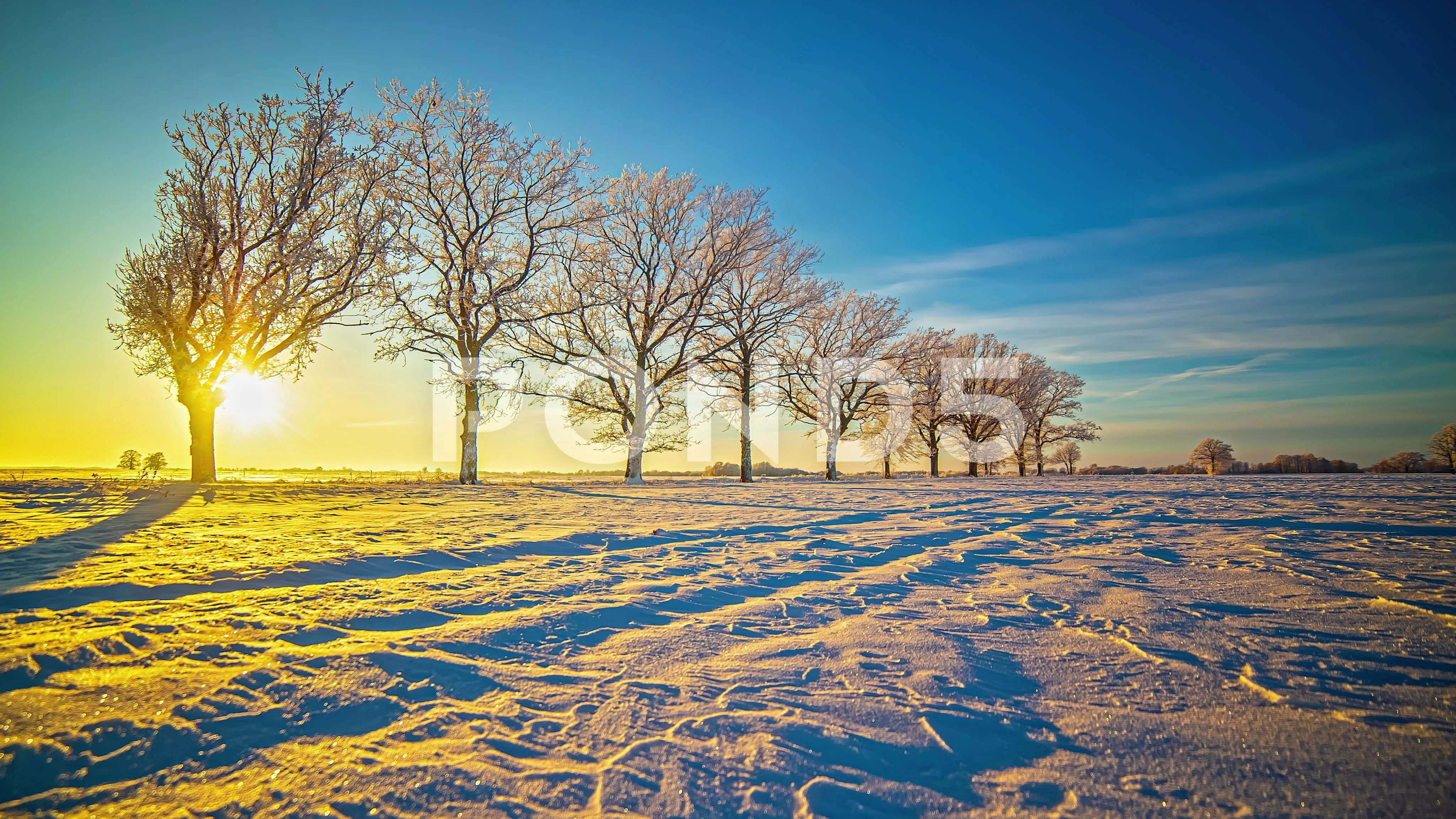 Sunset to sundown beyond a row of trees covered in frost in a winter