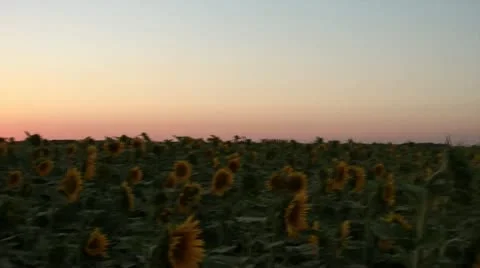 Sunset-sunflower-field Video stock 12614470