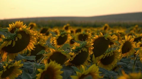 Sunset Sunflower Field Stock Footage 77883399