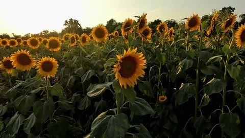 Sunset on the sunflower field Stock Footage 312015782