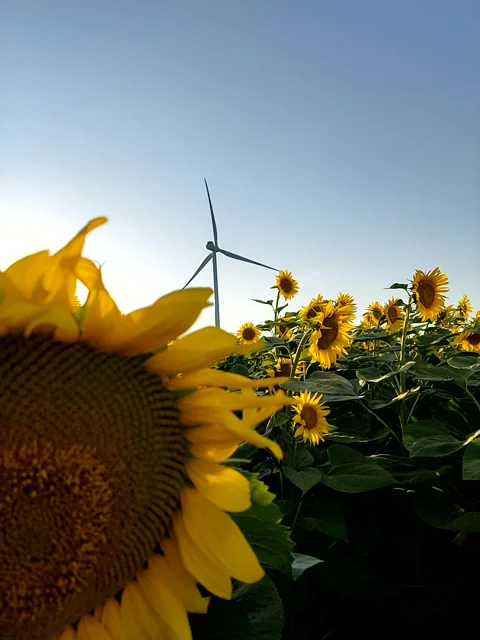 Sunset in the Sunflower Footage Video stock 246009241