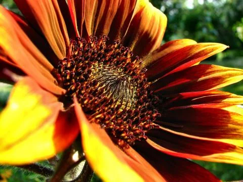 Sunset Sunflower Stock Photos