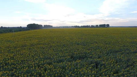 Sunset, sunflowers, cloudy, summer, sun Stock Footage 85613867