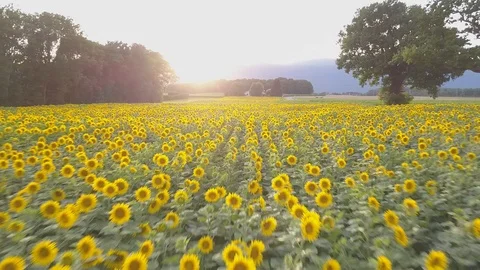 Sunset Sunflowers Видео 120621251