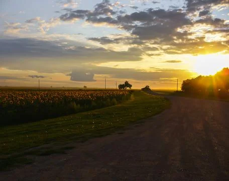 Sunset sunflowers Foto stock