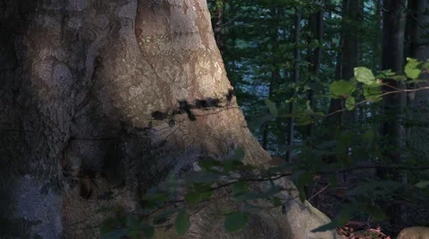 Sunset sunlight flickers on tree trunk in temperate forest and casts shadows Video stock 42309315